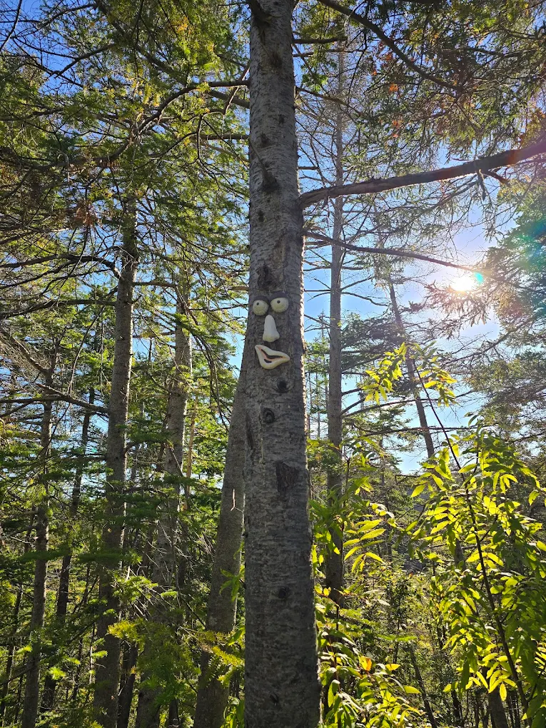 Forest Trails